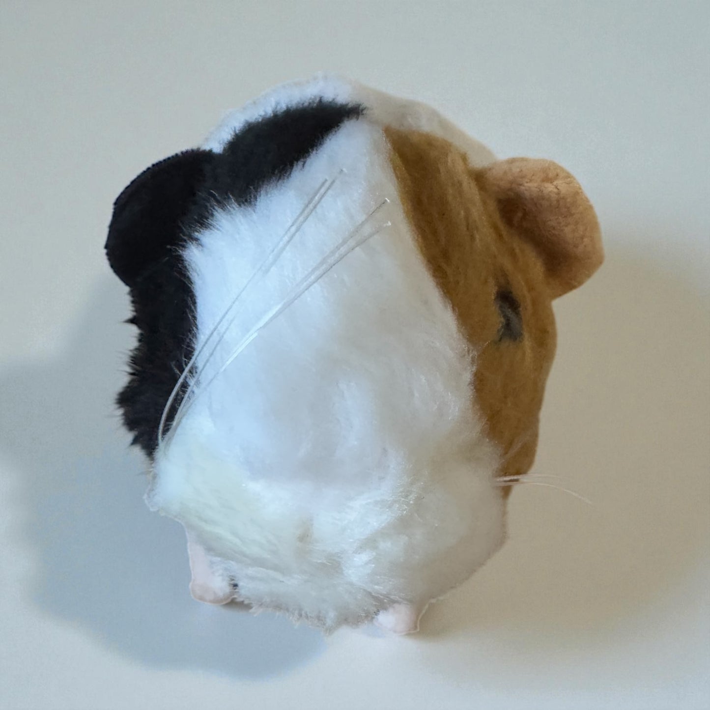 Cute cuddly guinea pig