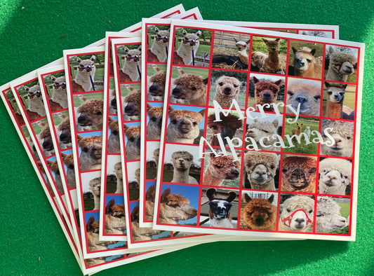 Pack of 10 Alpaca Christmas Cards with photos of our Alpaca's from Middle England Farm
