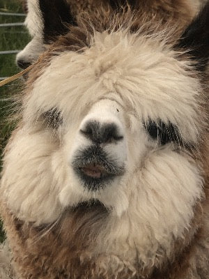 Adopt an Alpaca from Middle England Farm