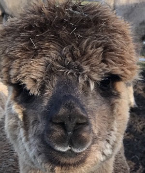 Adopt an Alpaca from Middle England Farm
