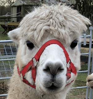 Adopt an Llama from Middle England Farm