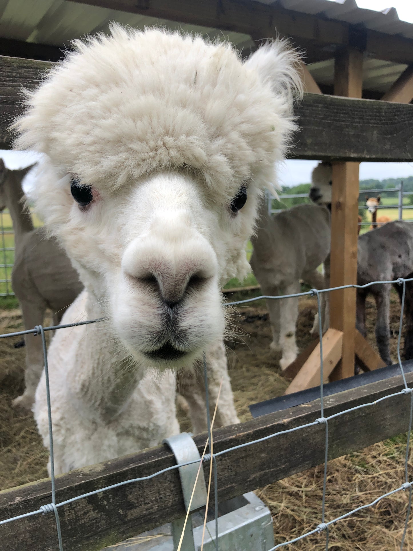 Adopt an Alpaca from Middle England Farm