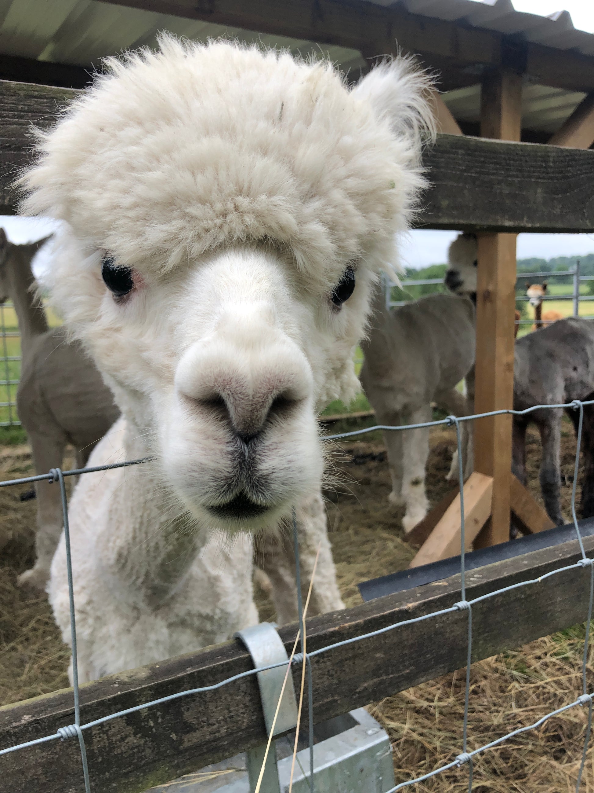Adopt an Alpaca from Middle England Farm