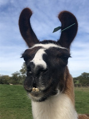 Adopt an Alpaca from Middle England Farm