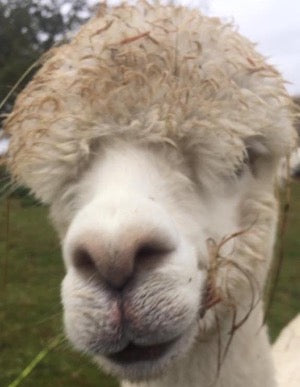 Adopt an Alpaca from Middle England Farm