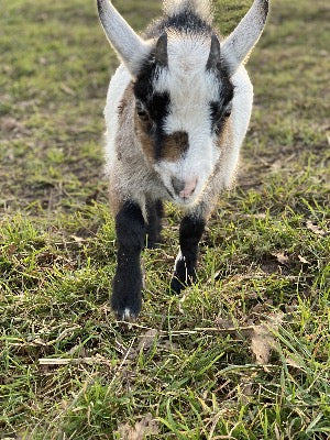 Adopt an Goat from Middle England Farm