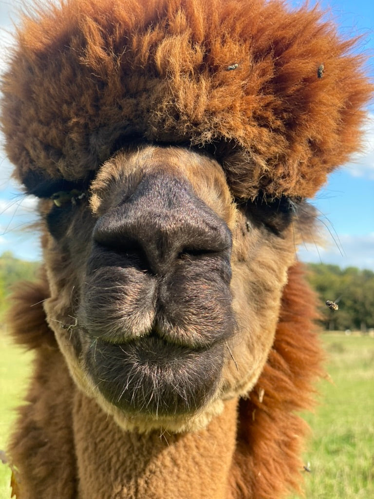 Animal Adoption Pack - Email, Basic, Silver or Platinum £25 - £95! **Please note this is a personalised product, so be sure to fill in the details as directed!**