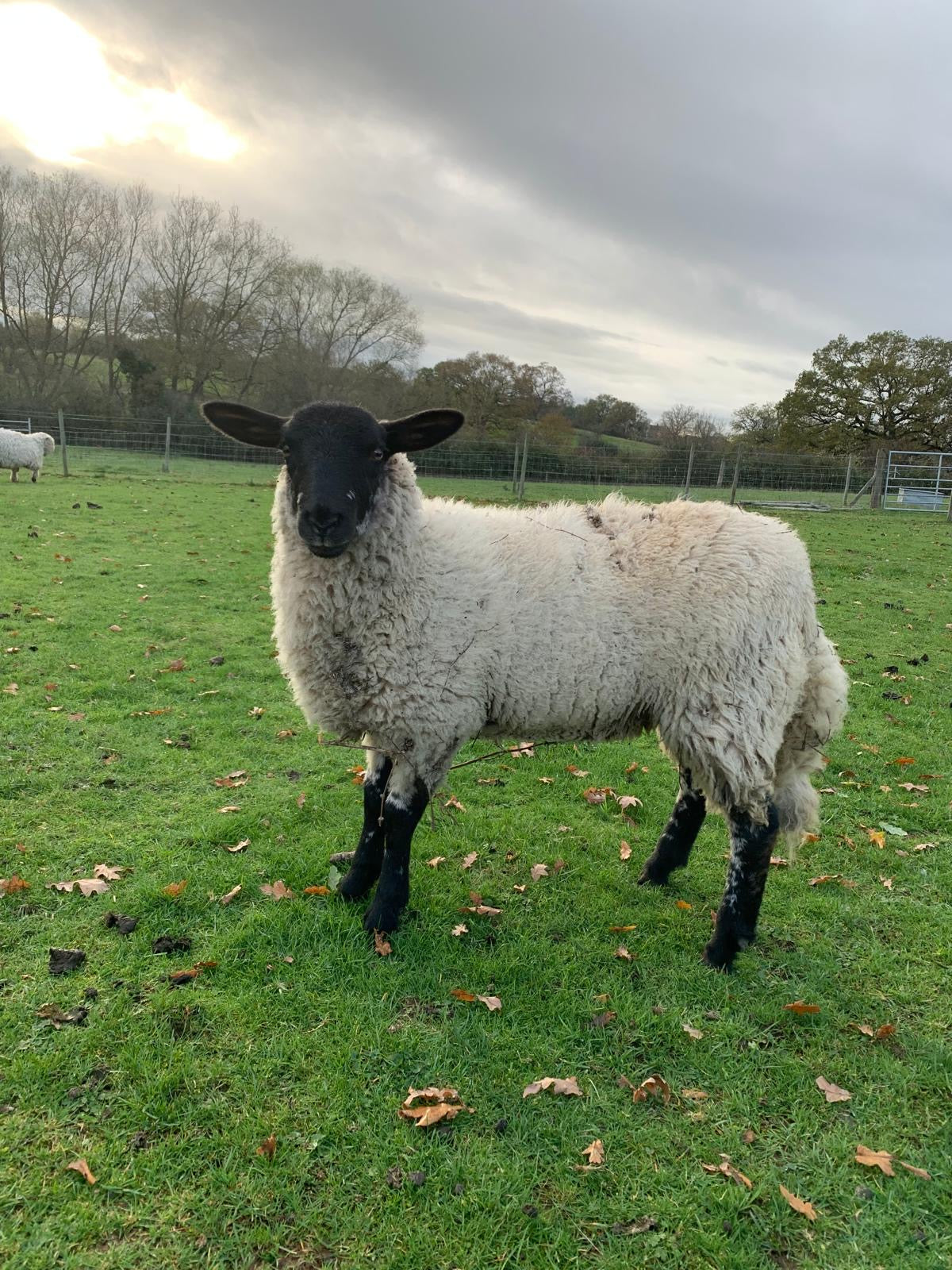 Animal Adoption Pack - Email, Basic, Silver or Platinum £25 - £95! **Please note this is a personalised product, so be sure to fill in the details as directed!**