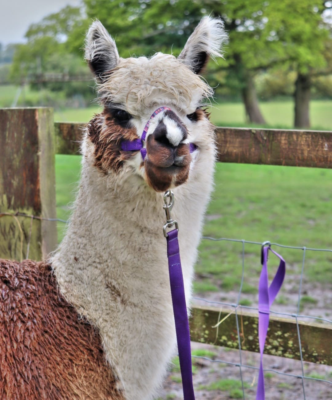 Animal Adoption Pack - Email, Basic, Silver or Platinum £25 - £95! **Please note this is a personalised product, so be sure to fill in the details as directed!**