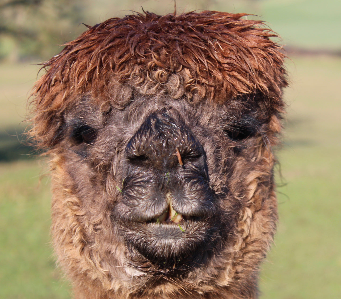 Animal Adoption Pack - Email, Basic, Silver or Platinum £25 - £95! **Please note this is a personalised product, so be sure to fill in the details as directed!**