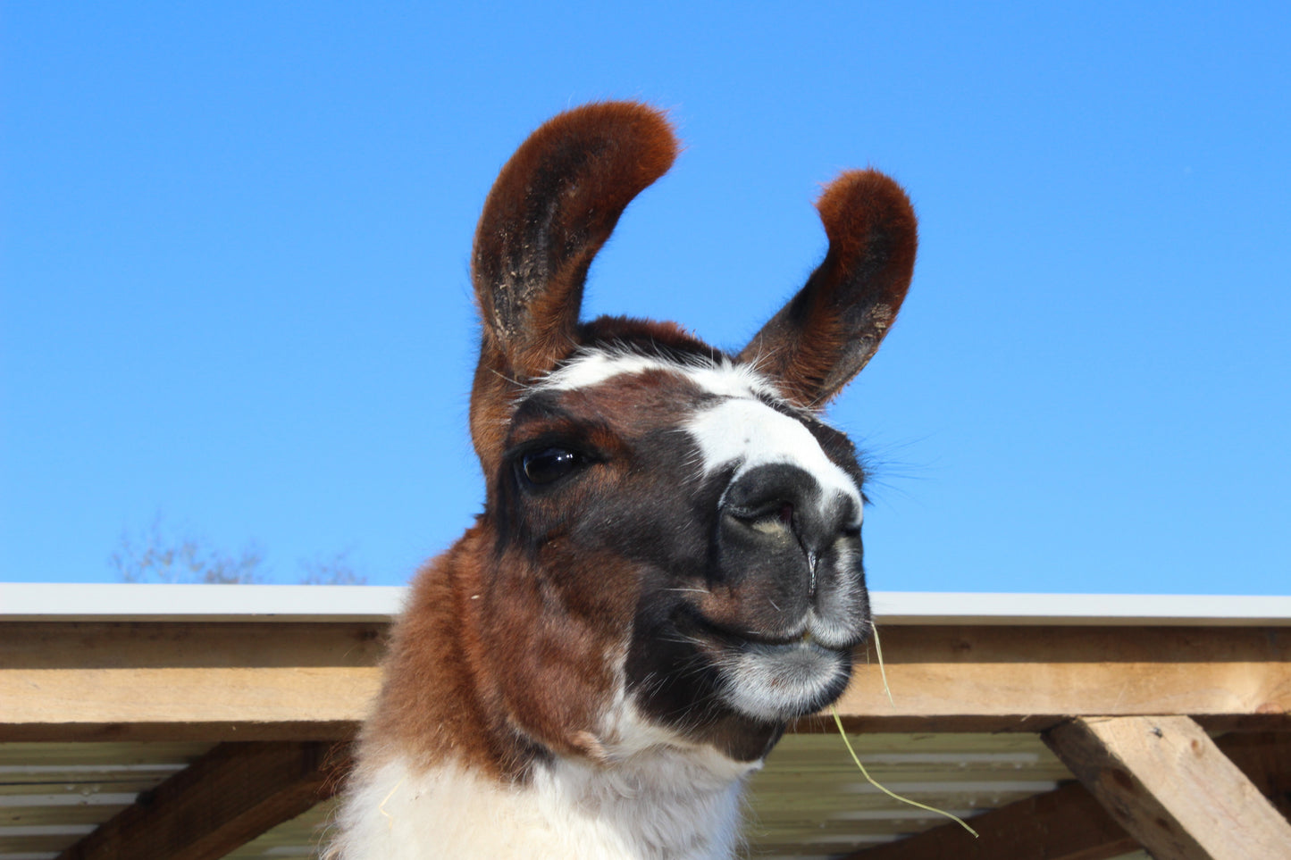 Animal Adoption Pack - Email, Basic, Silver or Platinum £25 - £95! **Please note this is a personalised product, so be sure to fill in the details as directed!**