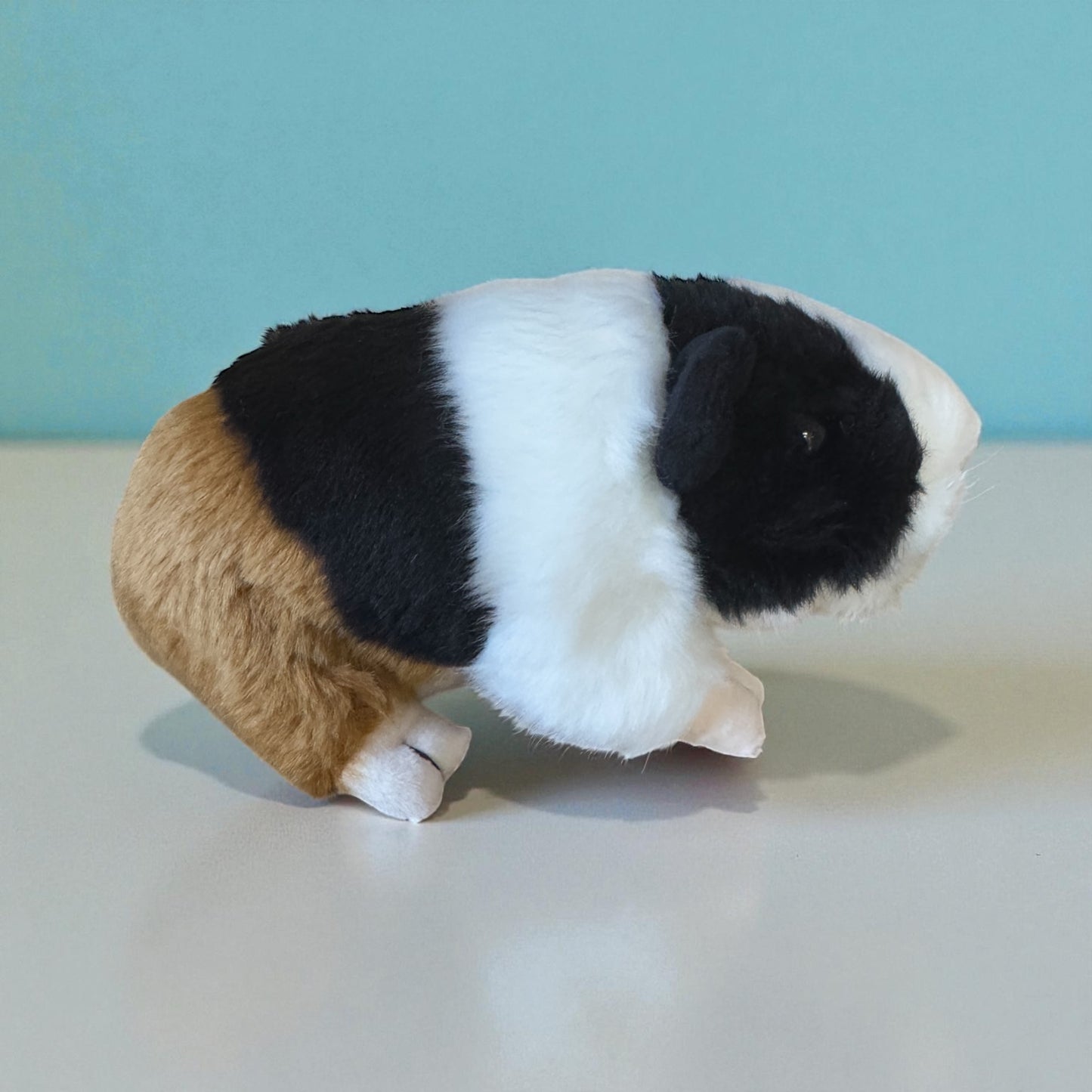 Cute cuddly guinea pig