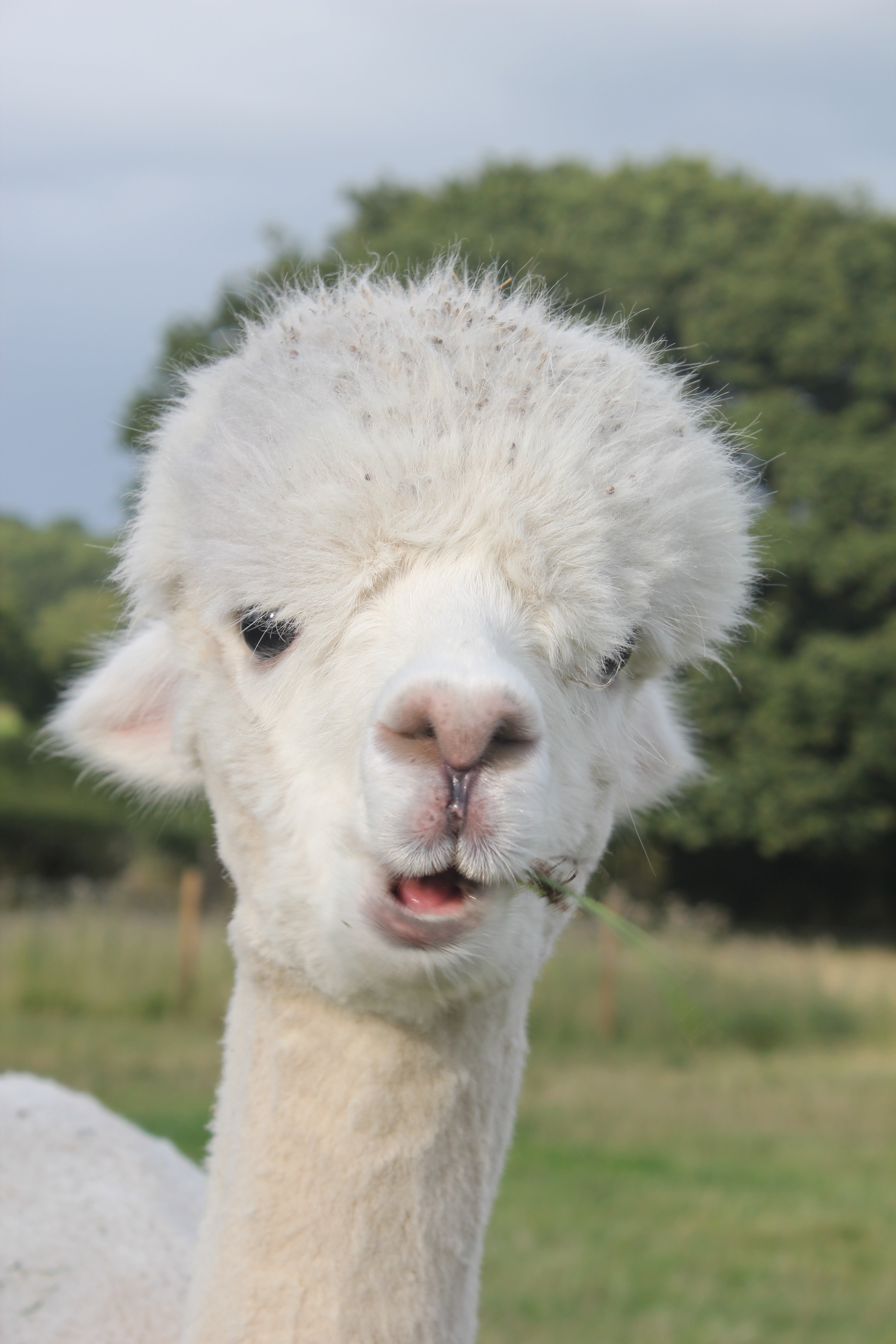 Adopt an Alpaca Gift Pack from Middle England Farm