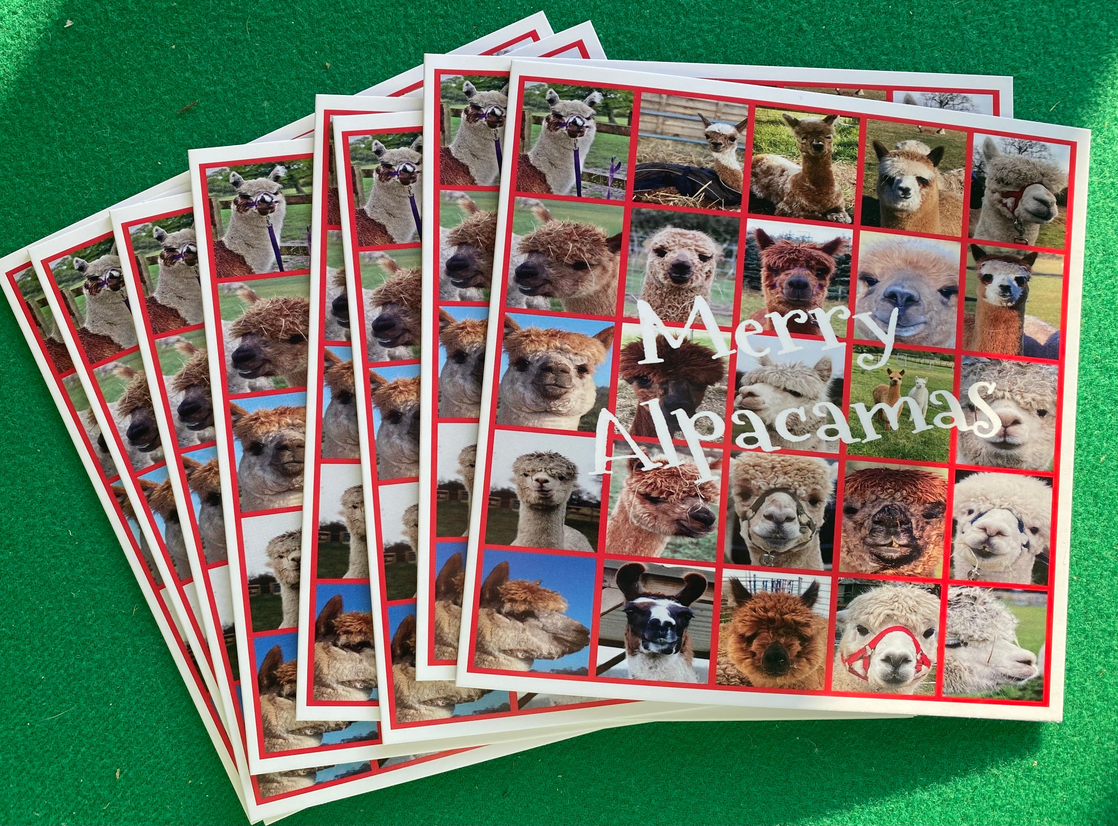 Pack of 10 Alpaca Christmas Cards with photos of our Alpaca's from Middle England Farm