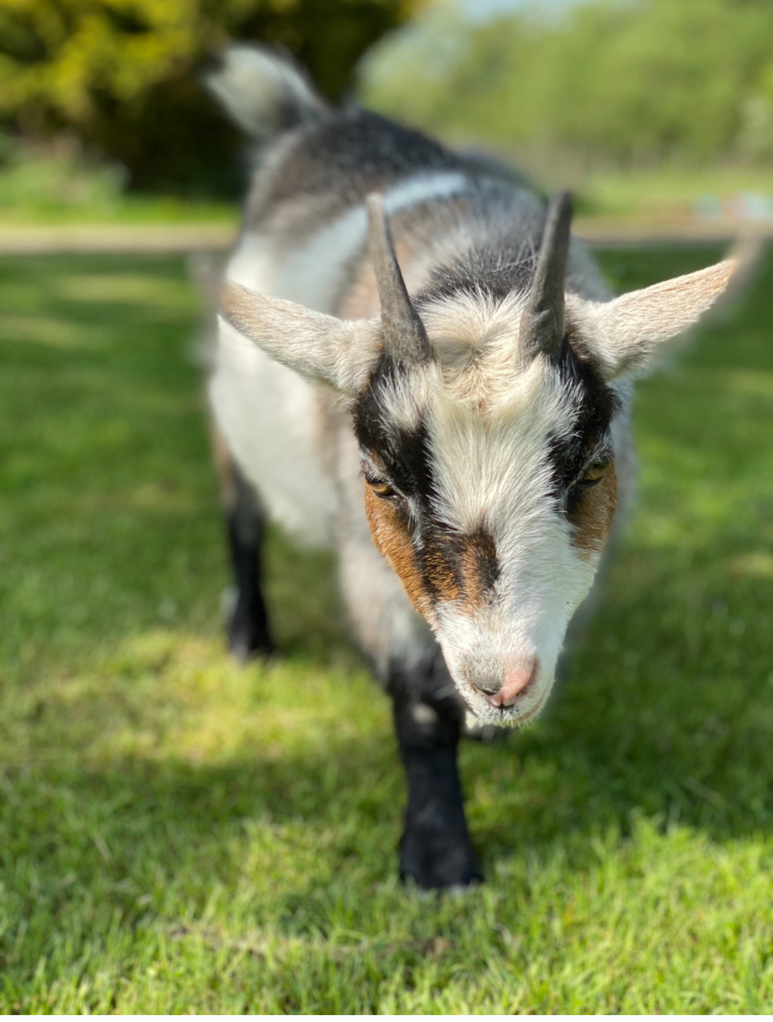 Adopt an Goat from Middle England Farm