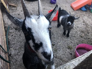 Adopt an Goat from Middle England Farm