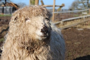 Adopt an Sheep from Middle England Farm